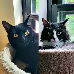 Amara & Ali