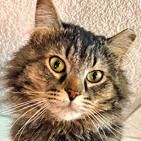 Toby