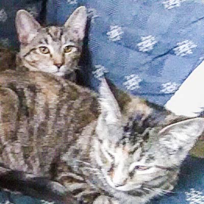 Karametra & Nylea (formerly Bindi & Hazel) adopted August 2018